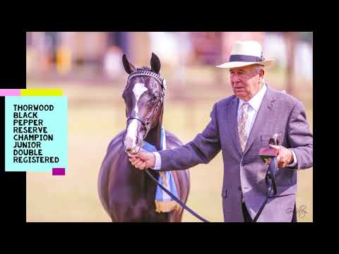 National Arabian Stud Show 2017