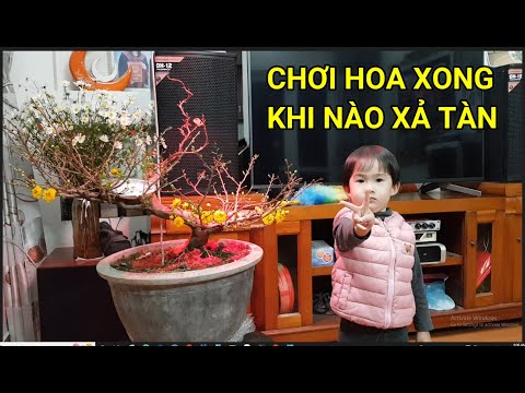 🔴 QBS22326 - CHƠI HOA TẾT XONG CÓ NÊN XẢ TÀN LUÔN KHÔNG | CÁCH CHĂM SÓC MAI VÀNG MIỀN BẮC NỞ HOA TẾT