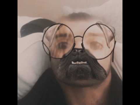 Ed sheeran's new dog