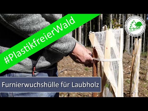 Furnierwuchshülle aus Laubholz - Eschelbeck - Alternative zur Plastikwuchshülle