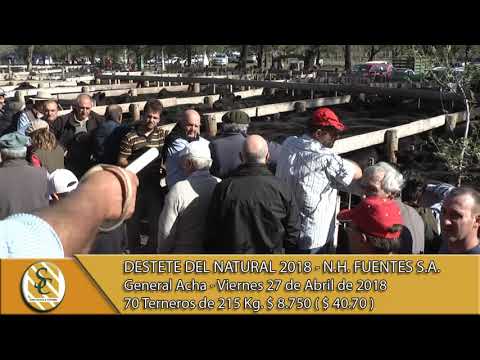 27-04-18 Venta de Machos - Destete del Natural 2018 - N.H. Fuentes S.A. - Gral Acha.
