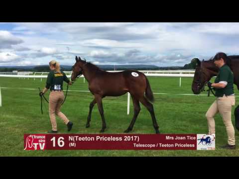 TBA Foal Show 2017 - Lot 16 - M17 - Telescope & Teeton Priceless