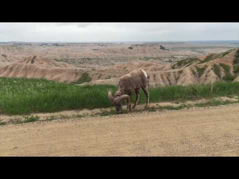 Video of Bighorn Sheep in the Badlands