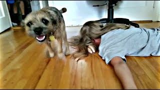 Little Border Terrier dog is thrilled to reunite with his humans after a month of separation