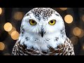 Bird Song - Trappers Cabin (Long Journey Home - 2014)