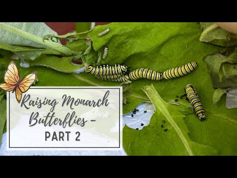 Raising Monarchs Butterflies - Part 2
