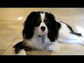 Cavalier King Charles Spaniel - The Daily Life of Po the Cavalier King Charles Spaniel Puppy