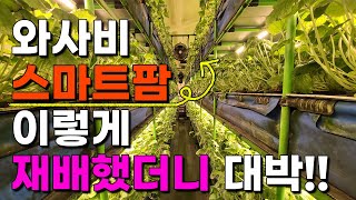 50평 와사비 스마트팜 공장 이렇게 신기하게 키우는건 처음봤습니다 와사비팜    퓨어플라텍 플라즈마