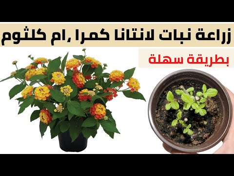 ماذا يزرع في شهر سبتمبر اكتوبر نوفمبر ديسمبر الزراعة الشتوية
