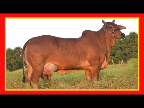 , title : 'Gado Sindi O melhor gado imagens de touros e vacas ( gado leitero )'