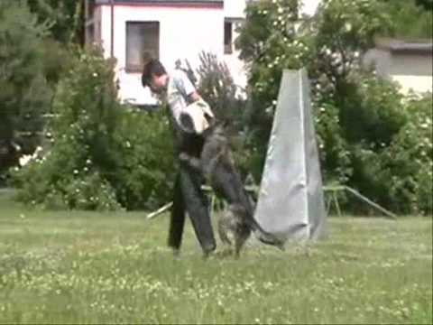 Aischa z Jukasu - protection - 7/2011