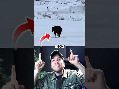 Dieses Pferd TRICKST deine Augen aus 😳