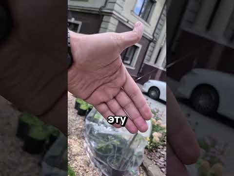 ПАУК С ВЫШКОЙ @113ru.s