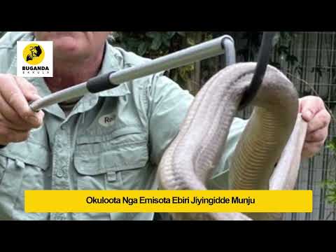 Okuloota nga emisota ebiri jiyingidde mu nju -  Ebirooto Namakulu Gaabyo - Buganda Ekkula
