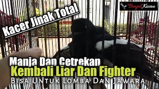 Download lagu Tame Kacer Treatment Totally Spoiled And Cuts To Become a Fighter So That You Can Be Competed mp3 Download lagu Tame Kacer Treatment Totally Spoiled And Cuts To Become a Fighter So That You Can Be Competed mp3