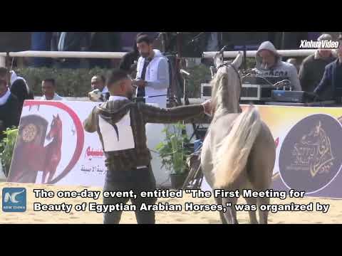 Egyptian breeders throw 1st beauty contest for Egyptian Arabian horses
