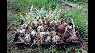 It's time to grow ONIONS! | PLANTING ONIONS |
