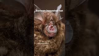 We think all bats are cute. 🥰 some are just more dedicated to the spooky szn theme than others 👻