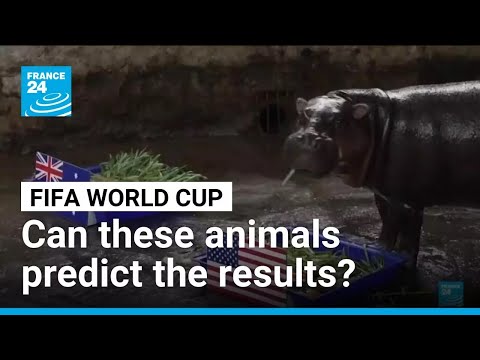 Animals predict World Cup results: Who will win the 2026 competition?
