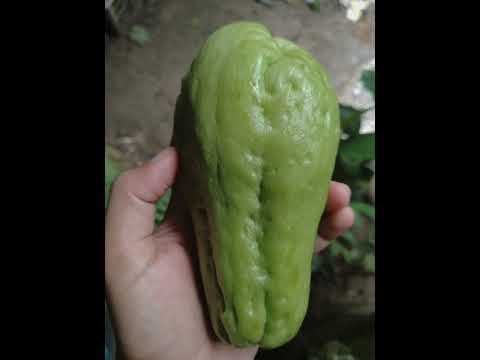 chayote with chive root sour soup