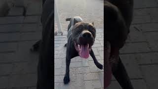 Video preview image #1 Mutt Puppy For Sale in Goodyear, AZ, USA