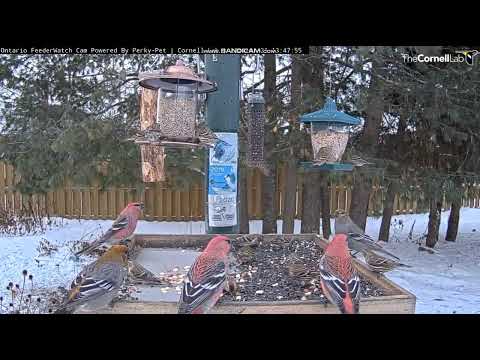Boreal Birds, Ontario, Canada 2024/01/21