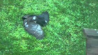 Sparrowhawk and Jackdaw.flv