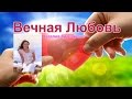 Наталия Литвиненко - Вечнaя Любовь 