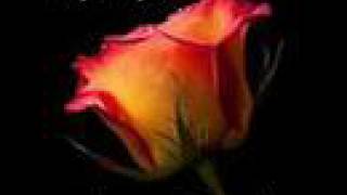 Rose Love Quotes Video