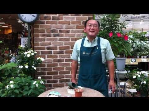 ネリネ、ガーンジーリリー 植物