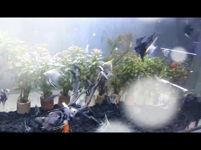 Toko Aquascape Jakarta Barat