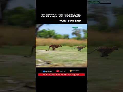 Cheetah vs Leopard speed test. Roasting Village #shorts #shortsvideo #fact #animals