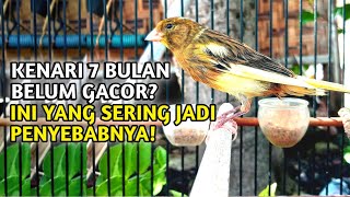 Download lagu How to Care for Paud Canaries So They Sing Quickly mp3 Download lagu How to Care for Paud Canaries So They Sing Quickly mp3