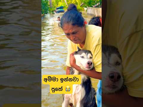 අම්මා ඉන්නවා පුතේ 😭