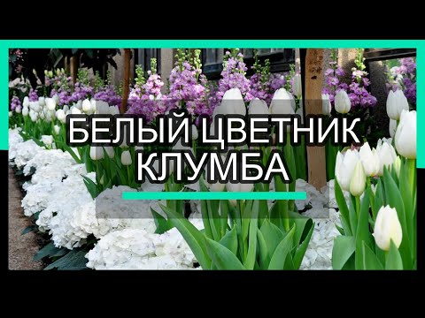 БЕЛЫЙ ЦВЕТНИК (КЛУМБА) из МНОГОЛЕТНИКОВ. ЛУЧШИЕ РАСТЕНИЯ для БЕЛЫХ ЦВЕТНИКОВ.