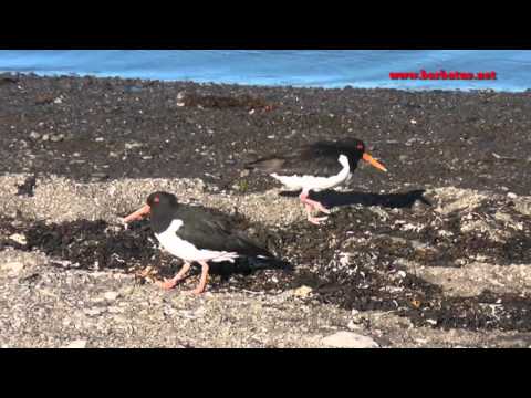Ostrero ( Haematopus ostralegus ) Oystercatcher