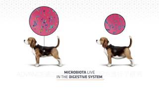 ADVANCE處方 狗糧 貓糧– 減肥專用配方 （Weight Balance）