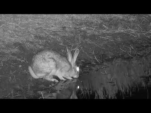 Djuma: Scrub Hare drinking - 23:38 - 08/10/19