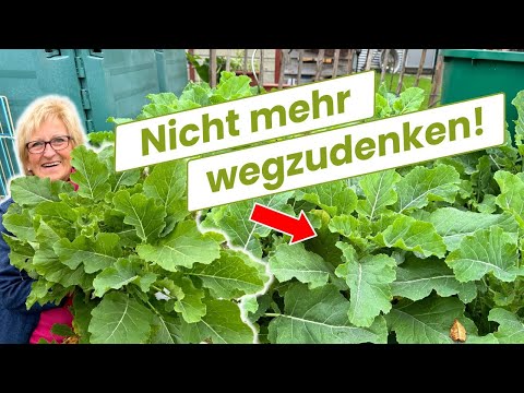 This vegetable will keep you supplied all year round! (totally uncomplicated)