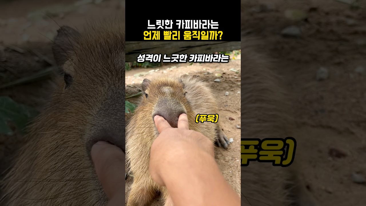 느린 카피바라가 유일하게 빨리 뛰는 순간 #동물 #카피바라