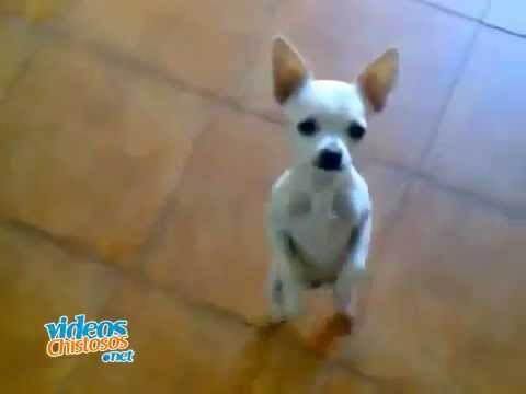 CHIHUAHUA...Bailando Flamenco  Dancing Dog
