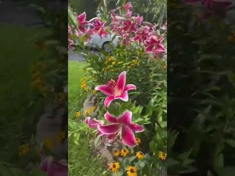 Lily in front of the house.