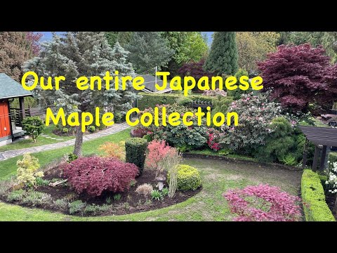 Our entire Japanese maple collection