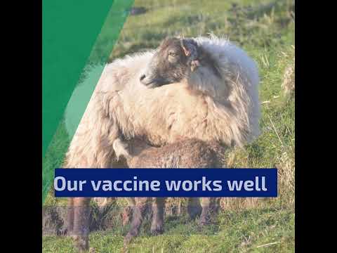 Moredun Louping Ill Vaccine Campaign