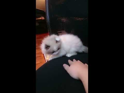 NO * Tranquil Gunnar 7 uker