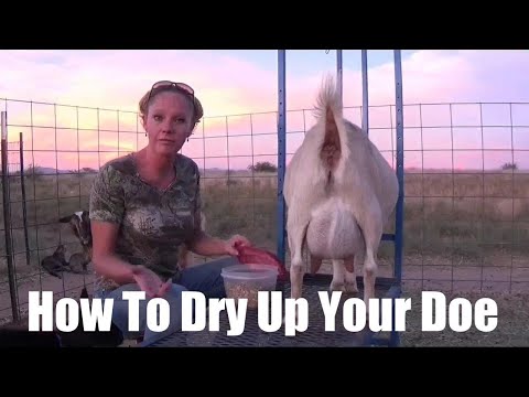 How To Dry Up Your Goat So They Stop Making Milk