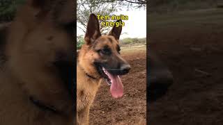 5 COISAS QUE VC PRECISA SABER SOBRE PASTOR ALEMÃO #shorts #pastoralemao #cachorros #cachorro