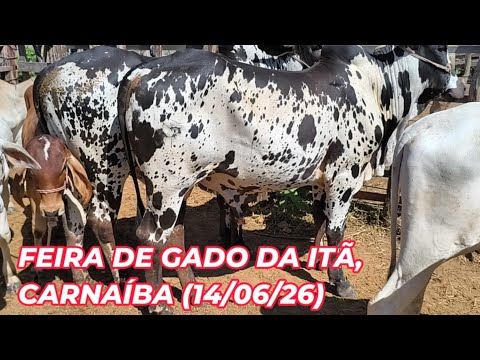 Feira de animais da Itã, Carnaíba-PE (14/06/26)
