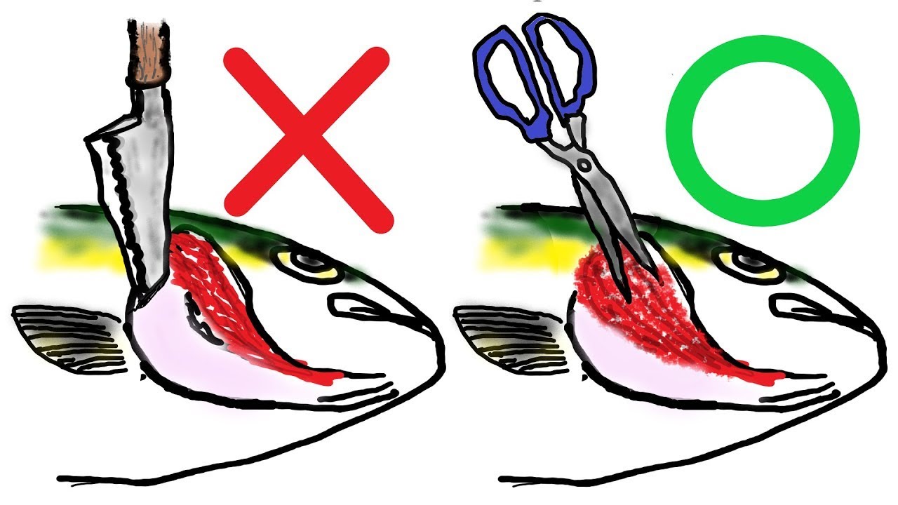 釣り場での血抜き（背骨の下の血管は切らないで！）