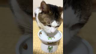 2026年8月6日 今日のしーちゃんฅ^•ω•^ฅ